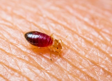Law Offices of Justin C. Brasch, Resources, Tenants know your rights concerning bed bug removal and remediation in New York